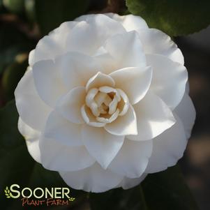 SEA FOAM CAMELLIA